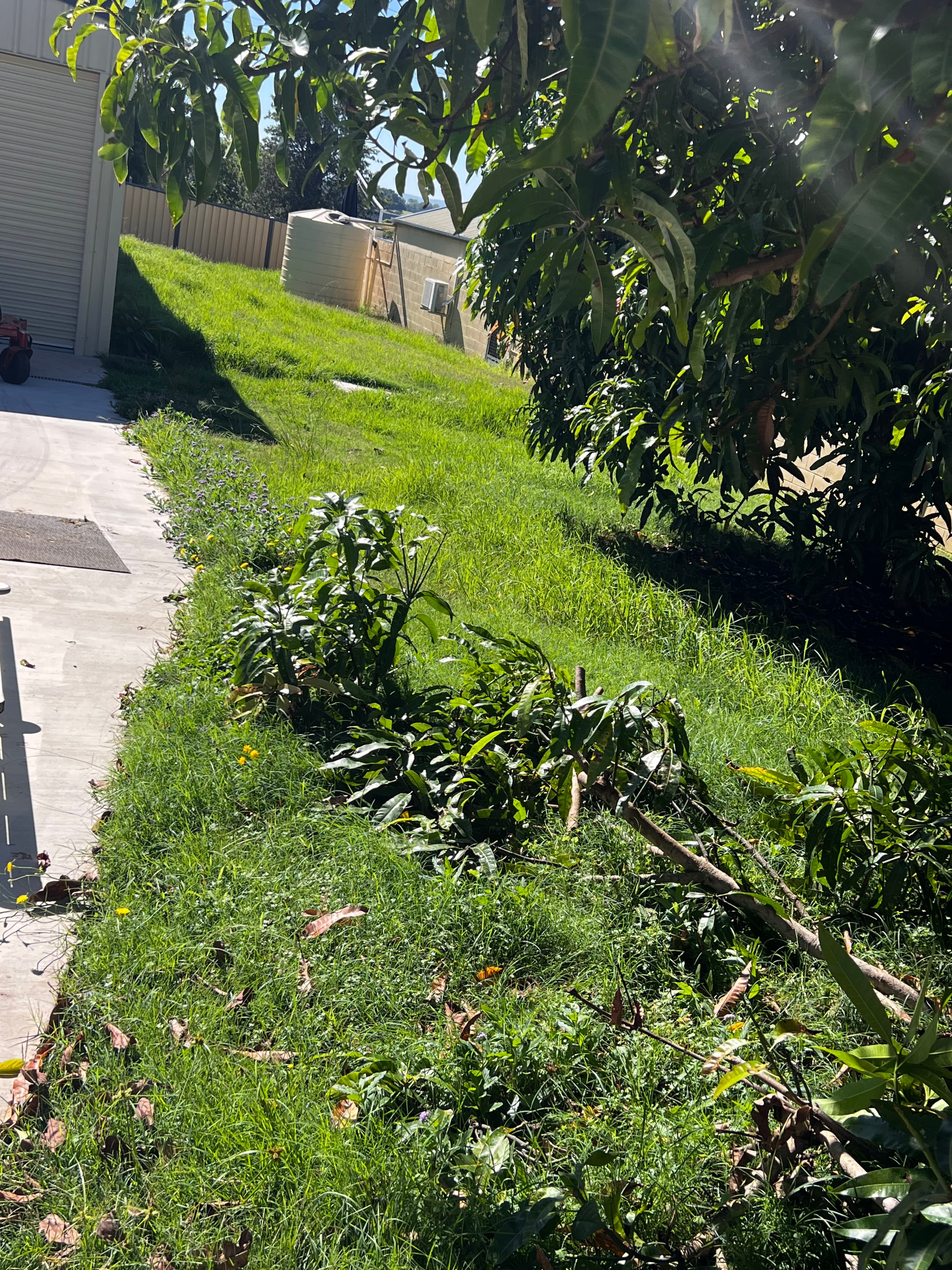 Overgrown lawn before professional care