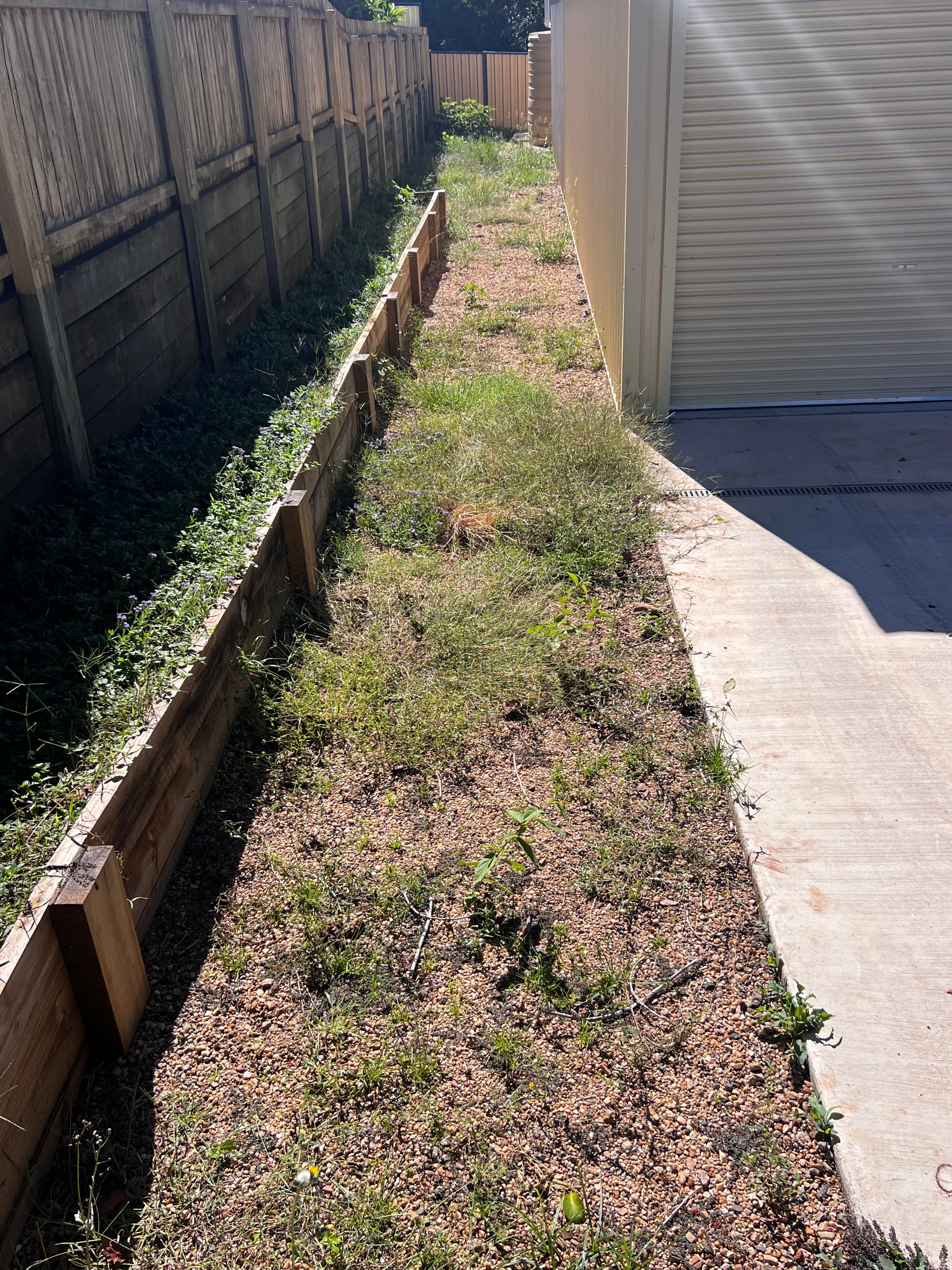 Neglected yard before cleanup